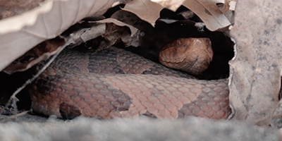 Little Rock snake