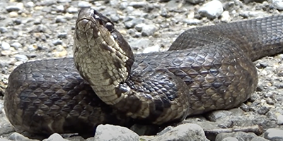 Little Rock snake