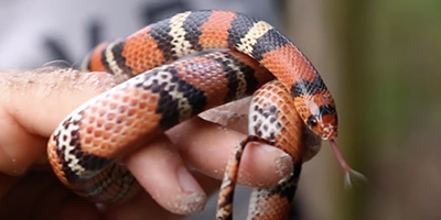 Little Rock snake