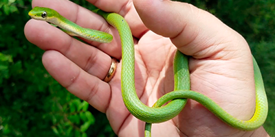 Little Rock snake