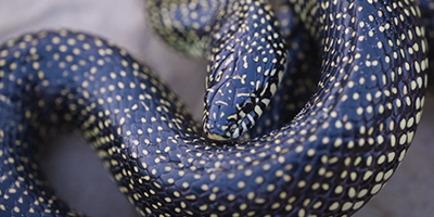 Little Rock snake