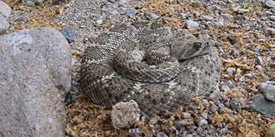 Little Rock snake